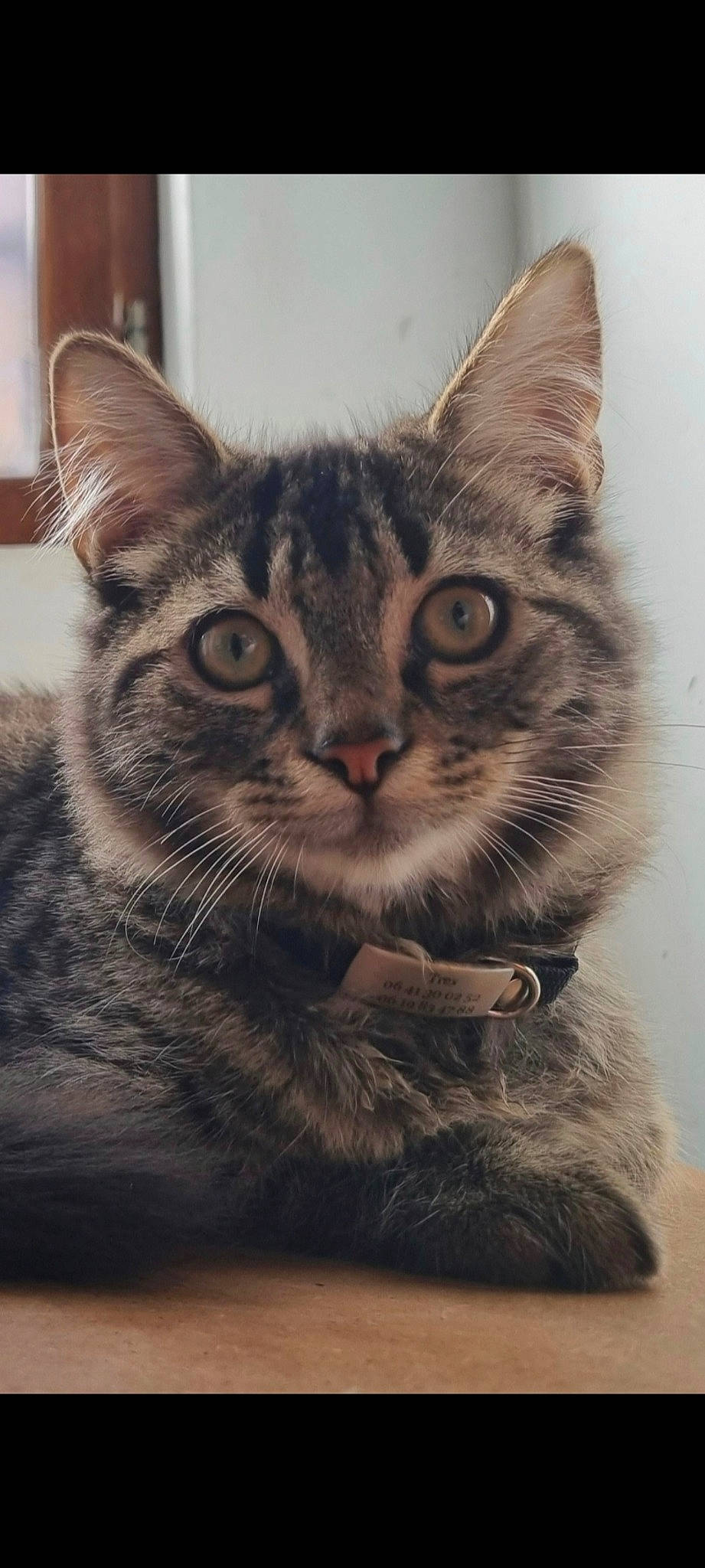 Trex participe au concours pour gagner de l'argent avec cette photo : carnivore, cat, claw, domestic_short_haired_cat, felidae, fur, grey, monochrome_photography, paw, small_to_medium_sized_cats, snout, tail, terrestrial_animal, tree, whiskers, wildlife, window