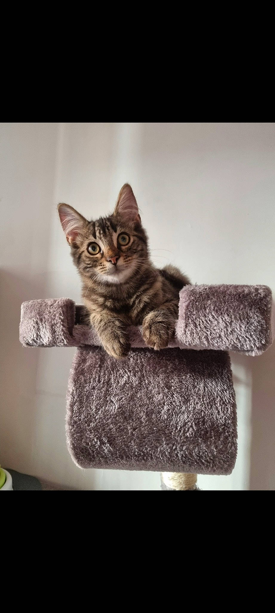 Trex participe au concours pour gagner de l'argent avec cette photo : carnivore, cat, cat_furniture, cat_supply, comfort, domestic_short_haired_cat, felidae, fur, grey, monochrome_photography, paw, pet_supply, photo_caption, rectangle, serveware, sitting, small_to_medium_sized_cats, still_life_photography, tail, whiskers