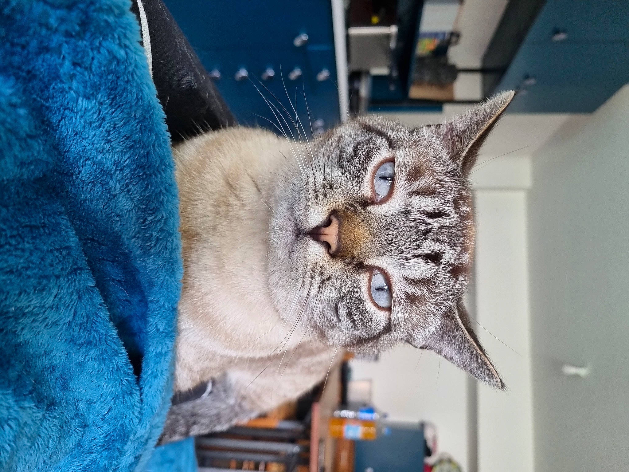 Pacco a rejoint le concours — aidez-le/la à gagner de superbes lots ! blue, bobcat, carnivore, cat, claw, collar, domestic_short_haired_cat, ear, electric_blue, felidae, fur, small_to_medium_sized_cats, snout, tree, whiskers, window