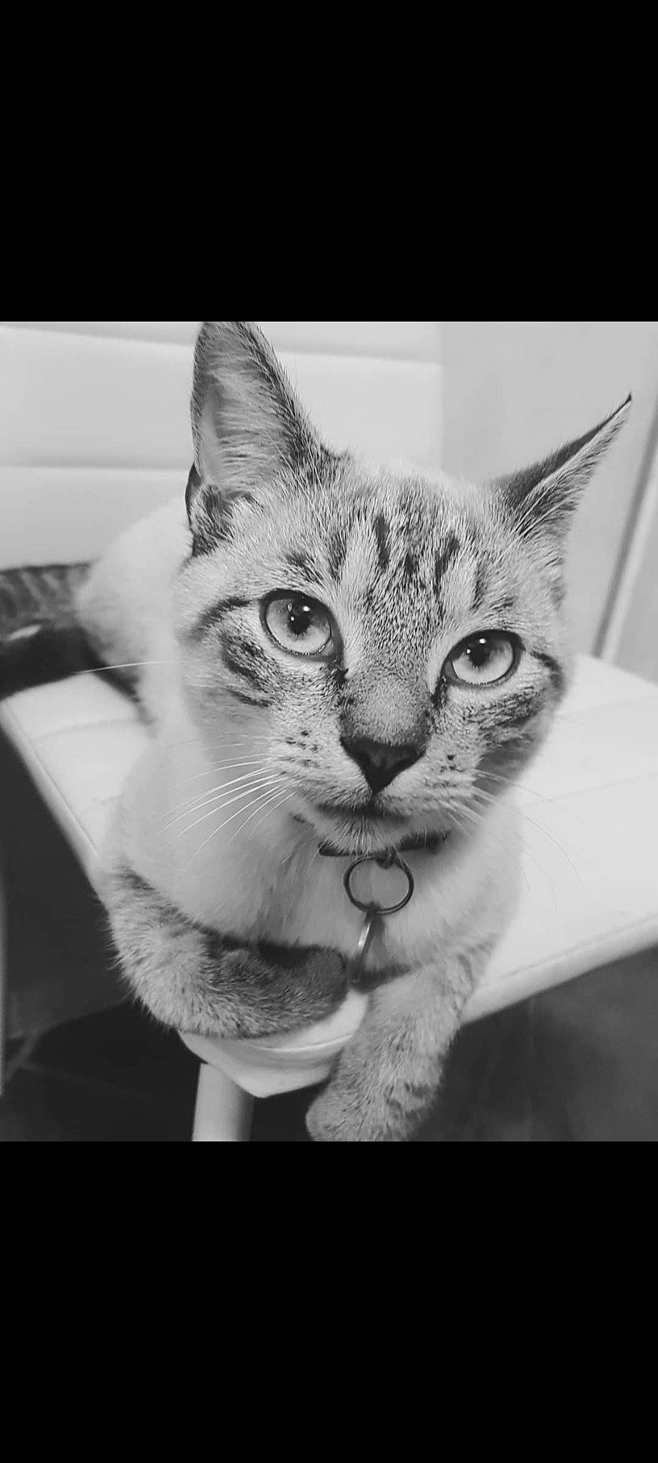 Pacco a rejoint le concours — aidez-le/la à gagner de superbes lots ! art, black_and_white, carnivore, cat, domestic_short_haired_cat, eye, felidae, fur, illustration, monochrome, monochrome_photography, paint, painting, paw, rectangle, small_to_medium_sized_cats, snout, stock_photography, style, whiskers