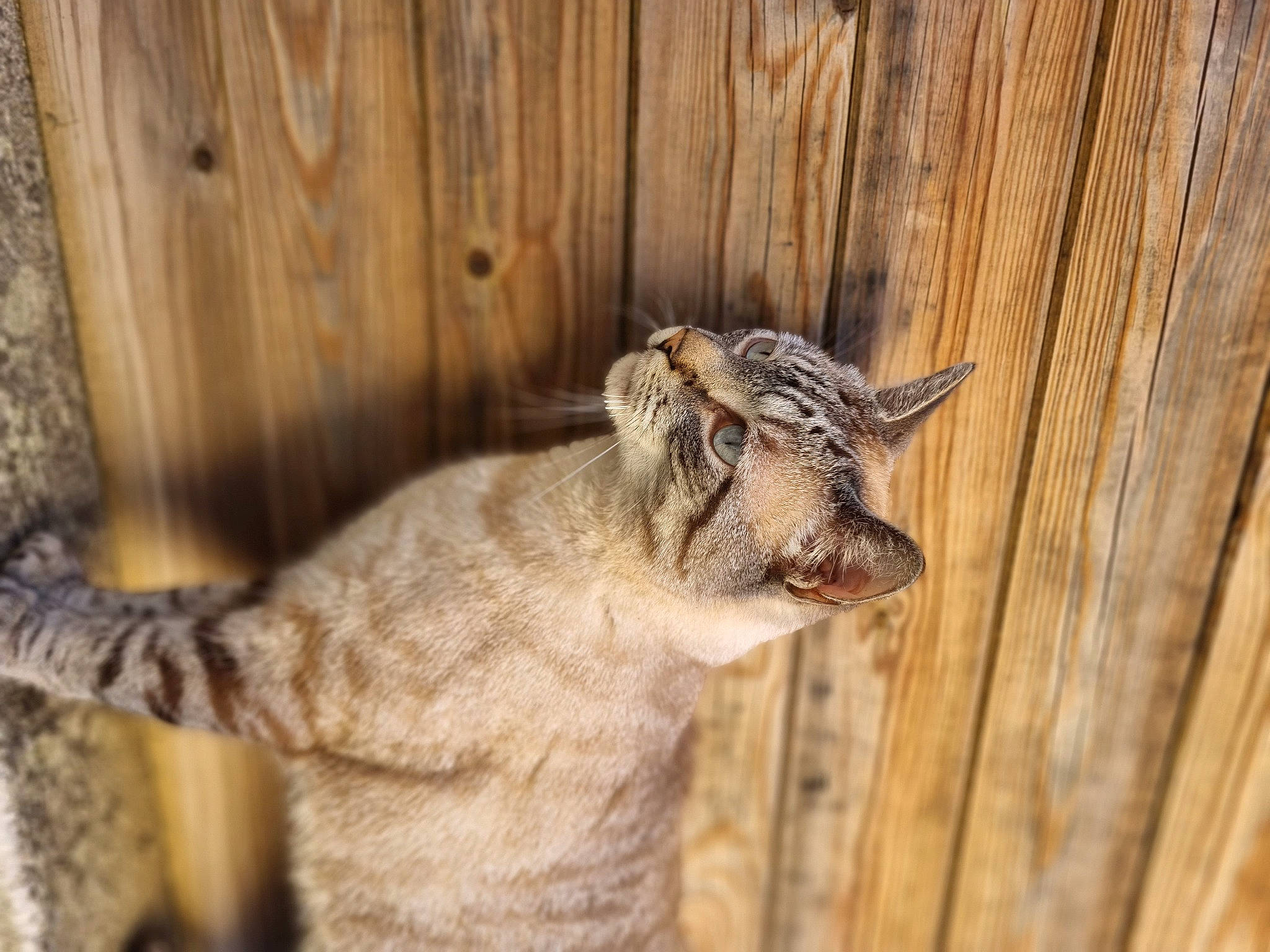 Pacco a rejoint le concours — aidez-le/la à gagner de superbes lots ! cow_goat_family, eye, fawn, felidae, fur, goat, goat_antelope, goats, hardwood, livestock, natural_material, plank, plant, sheep, snout, terrestrial_animal, whiskers, wildlife, wood, wrinkle