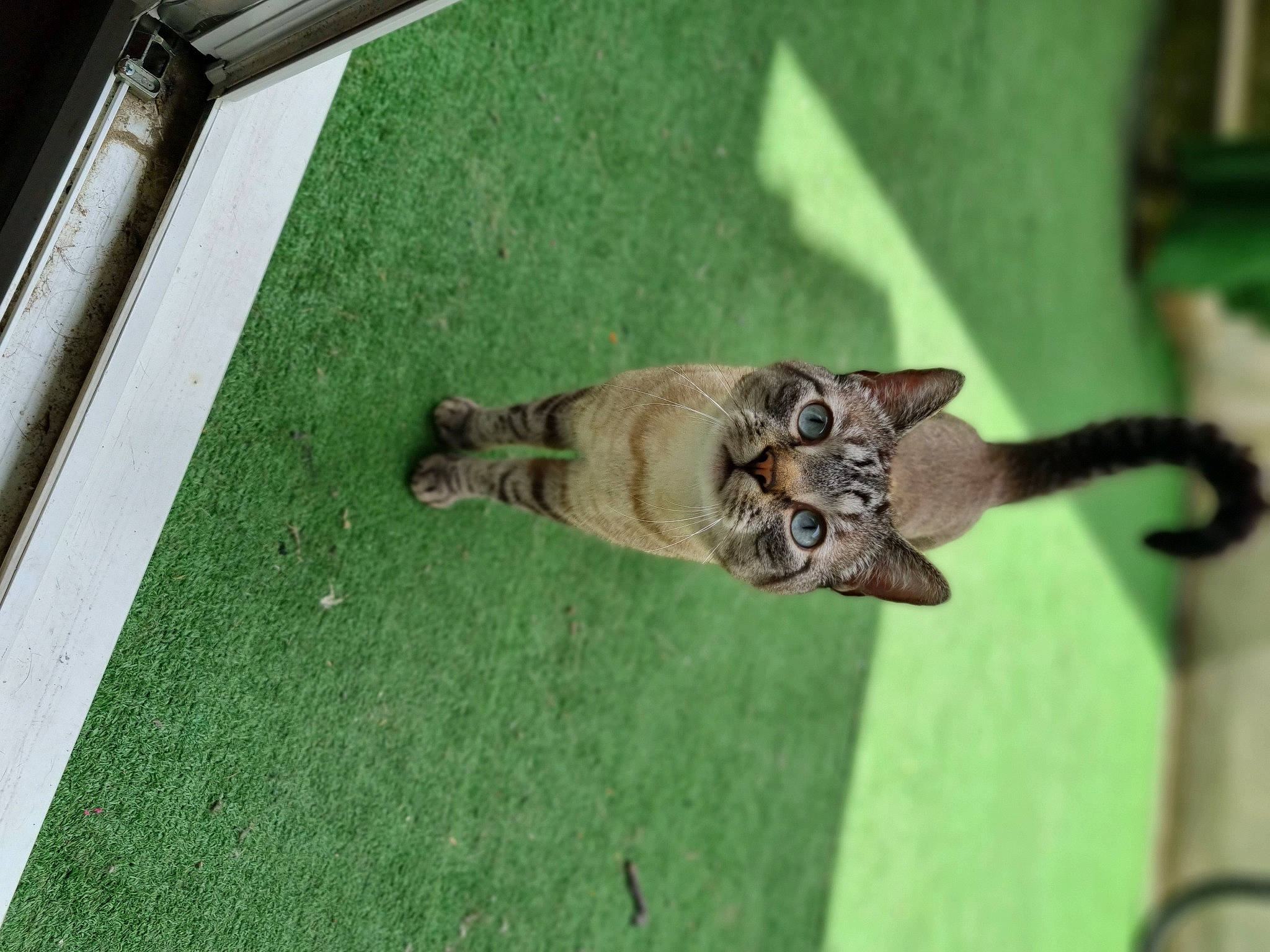 Pacco participe au concours pour gagner de l'argent avec cette photo : art, artifact, cat, door, felidae, flooring, grass, hardwood, houseplant, metal, plant, plant_stem, sculpture, small_to_medium_sized_cats, statue, tail, terrestrial_animal, tree, wildlife, wood