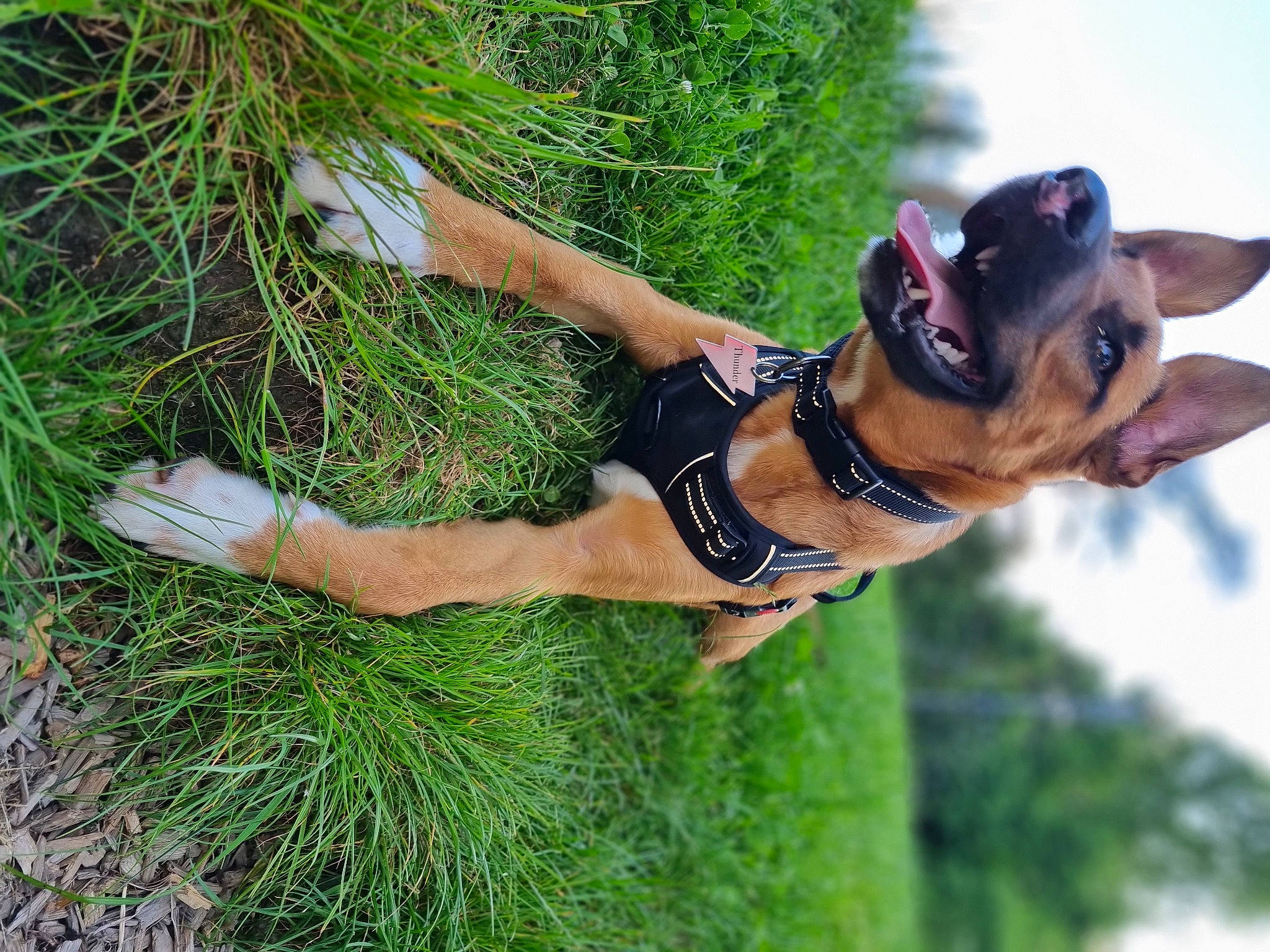 Thunder a rejoint le concours — aidez-le/la à gagner de superbes lots ! canidae, carnivore, dog, dog_breed, elbow, fawn, fun, glasses, grass, happy, leisure, people_in_nature, plant, recreation, shorts, sky, sunglasses, swimwear, thigh, tree
