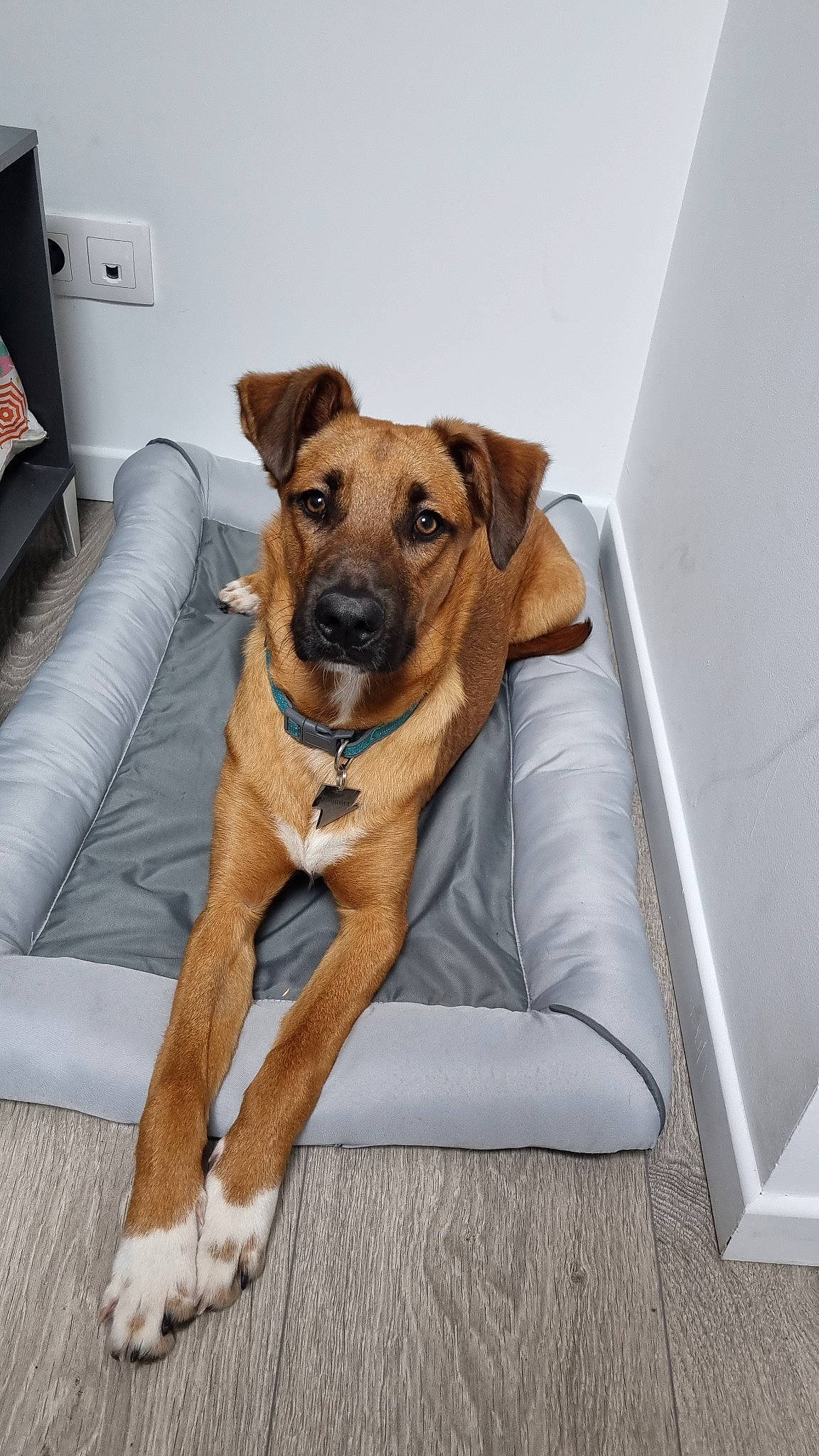 Thunder participe au concours pour gagner de l'argent avec cette photo : cabinetry, carnivore, collar, comfort, companion_dog, couch, dog, dog_breed, dog_collar, dog_supply, fawn, liver, non_sporting_group, pet_supply, shipping_box, sporting_group, whiskers, wood, working_animal, working_dog