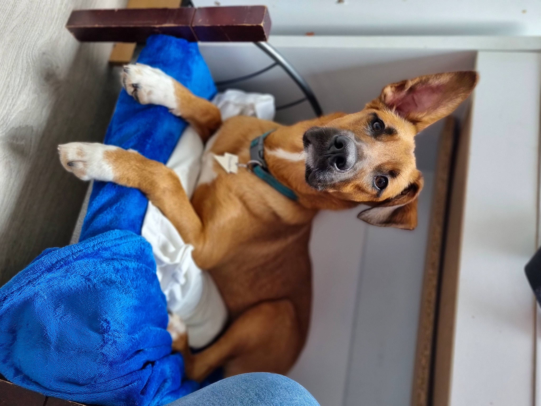 Thunder a rejoint le concours — aidez-le/la à gagner de superbes lots ! canidae, carnivore, collar, comfort, companion_dog, dog, dog_breed, dog_collar, dog_supply, ear, fawn, flooring, fur, guard_dog, lap, non_sporting_group, paw, snout, sporting_group, toy_dog