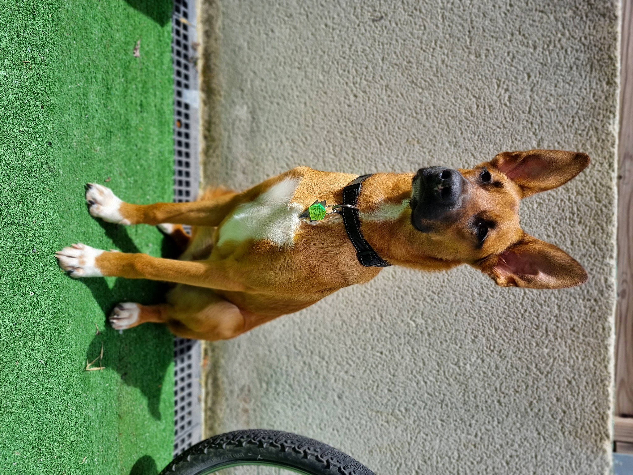 Thunder participe au concours pour gagner de l'argent avec cette photo : biting, canidae, carnivore, collar, companion_dog, dog, dog_breed, dog_collar, dog_supply, fawn, guard_dog, leash, liver, paw, pet_supply, pinscher, sporting_group, tail, working_animal, working_dog