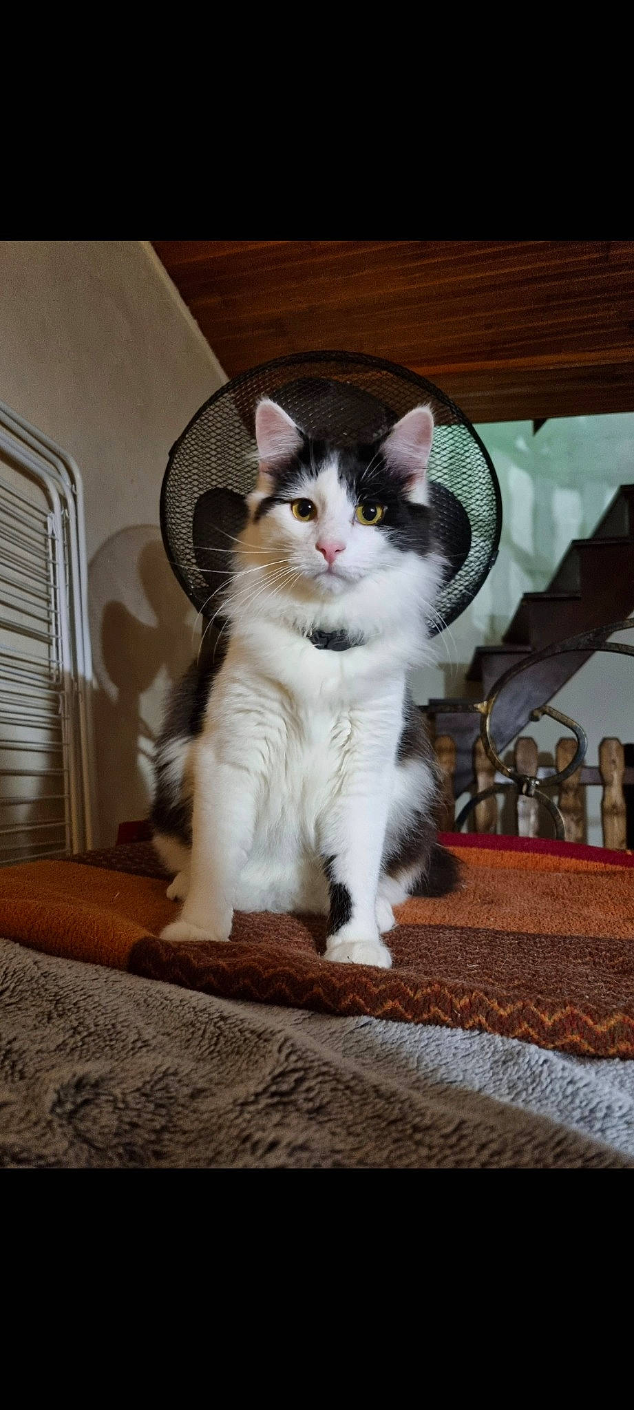 Toka participe au concours pour gagner de l'argent avec cette photo : carnivore, cat, claw, comfort, domestic_short_haired_cat, felidae, flooring, foot, formal_wear, fur, paw, sitting, small_to_medium_sized_cats, snout, tail, whiskers