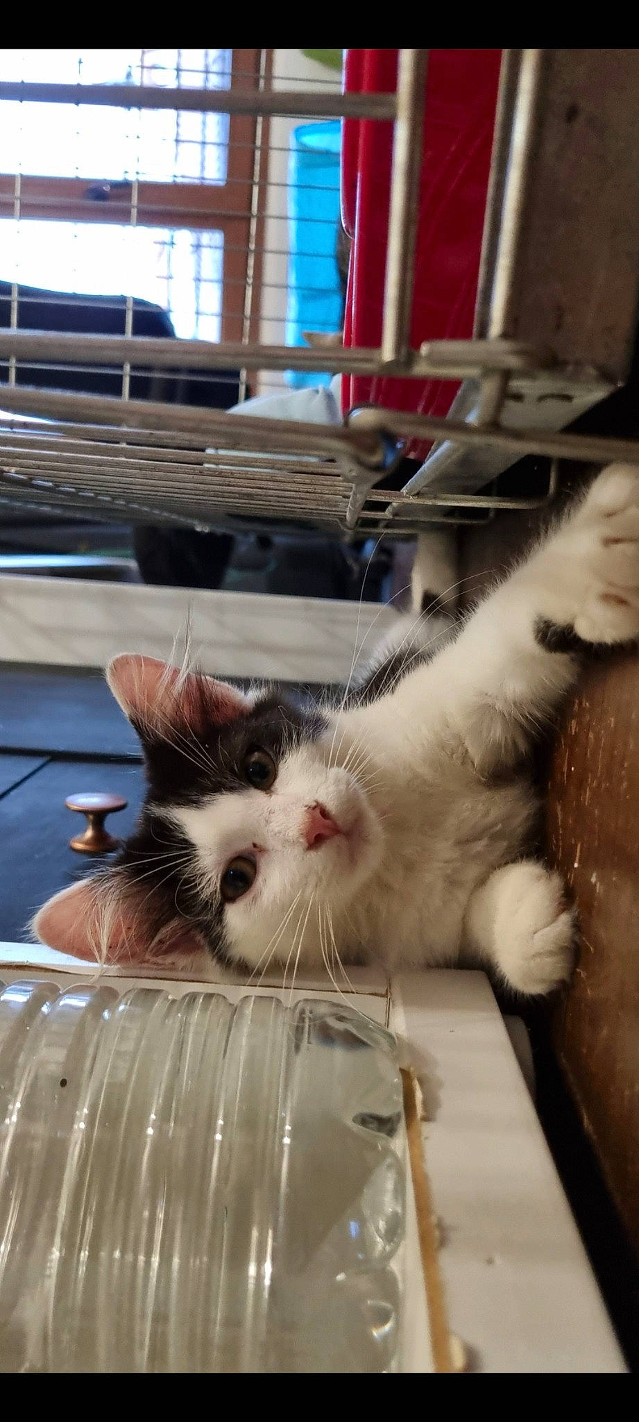 Toka participe au concours pour gagner de l'argent avec cette photo : animal_shelter, carnivore, cat, claw, comfort, domestic_short_haired_cat, felidae, fur, paw, pet_supply, small_to_medium_sized_cats, snout, tail, vertebrate, whiskers