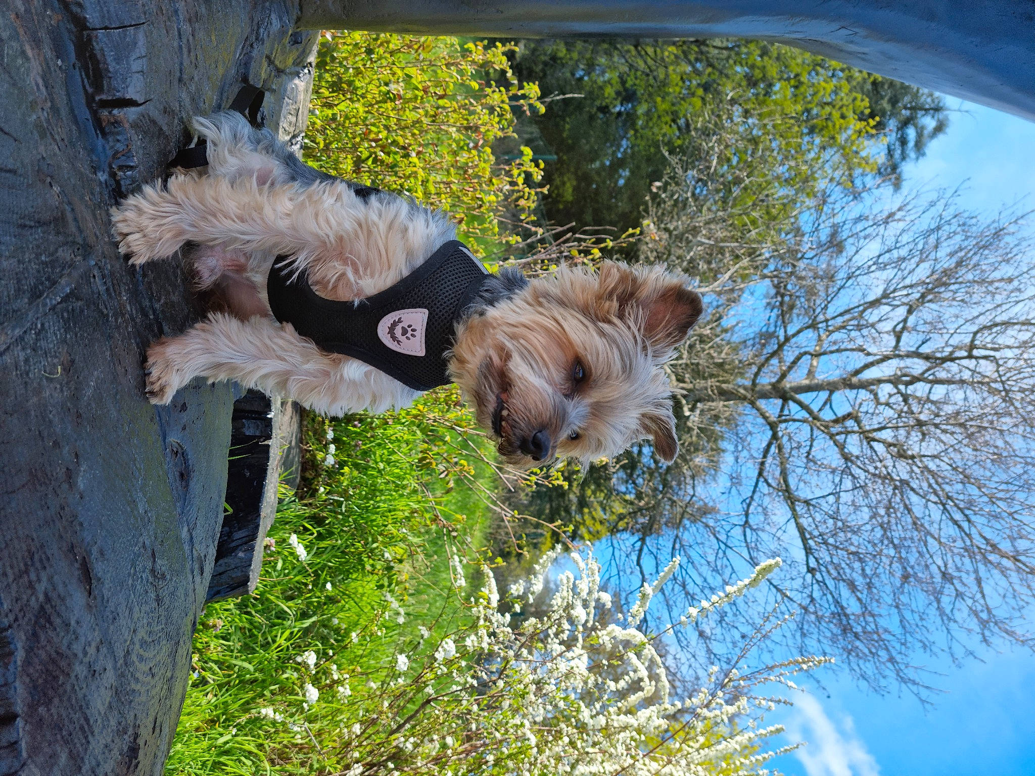 Snoopy participe au concours pour gagner de l'argent avec cette photo : adventure, canidae, cloud, dog_breed, fun, grass, leisure, people_in_nature, plant, reflection, sky, sporting_group, tail, tree, trunk, twig, wildlife, wood, working_animal