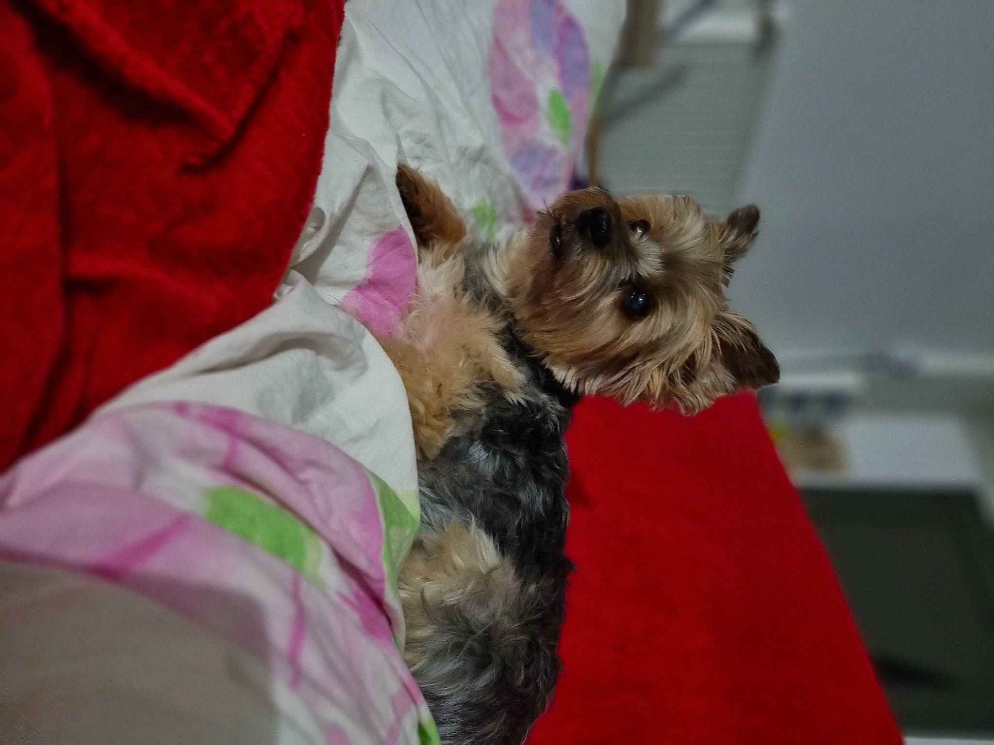 Snoopy a rejoint le concours — aidez-le/la à gagner de superbes lots ! biewer_terrier, canidae, carnivore, collar, companion_dog, dog, dog_breed, dog_clothes, dog_supply, event, fawn, fur, small_terrier, snout, sporting_group, terrier, toy_dog, working_animal, yorkipoo, yorkshire_terrier