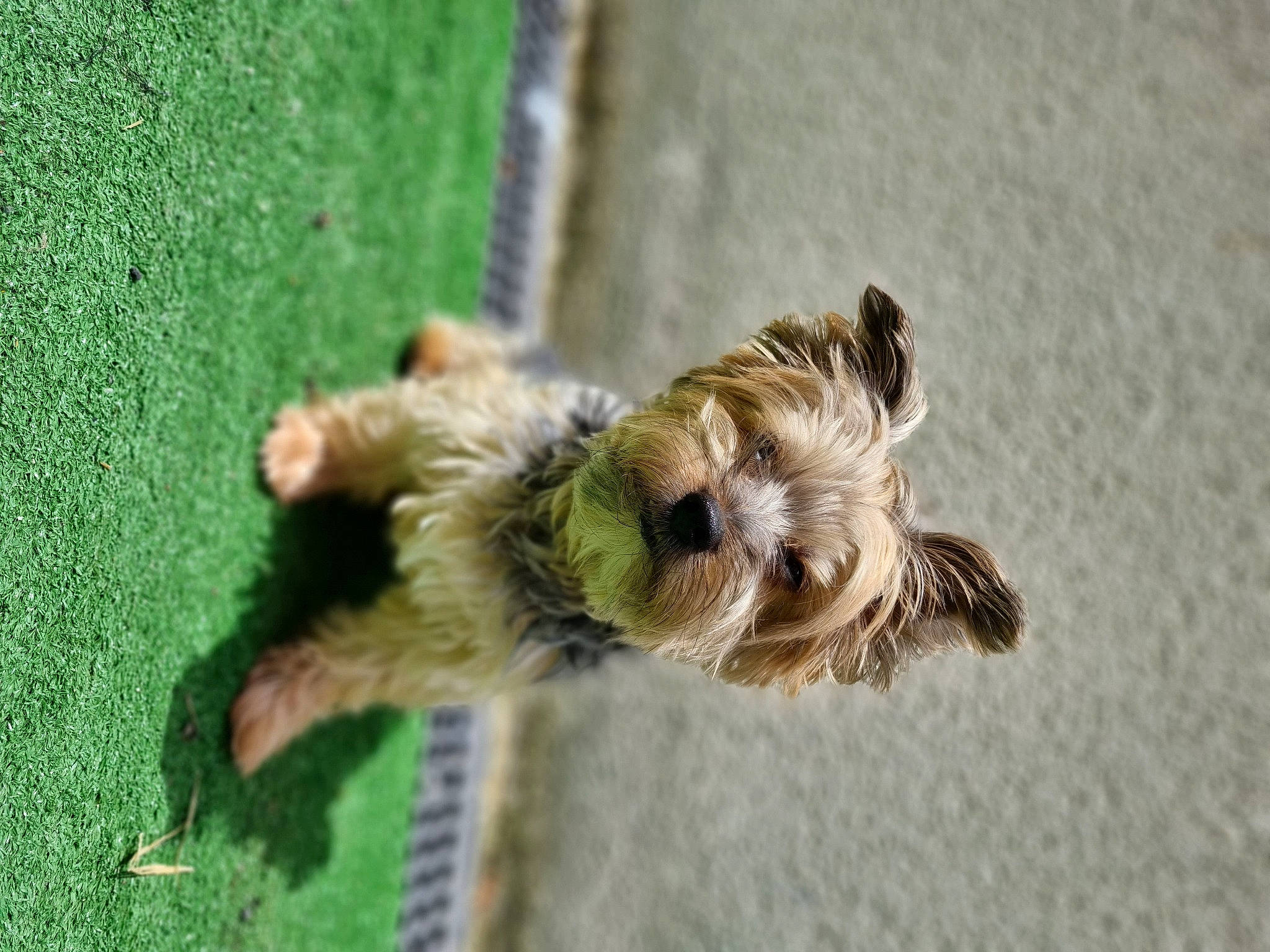 Snoopy a rejoint le concours — aidez-le/la à gagner de superbes lots ! art, carnivore, companion_dog, dog, dog_breed, fawn, felidae, fur, grass, palm_tree, paw, perching_bird, soil, sporting_group, tail, terrestrial_animal, terrier, toy_dog, wildlife, wood