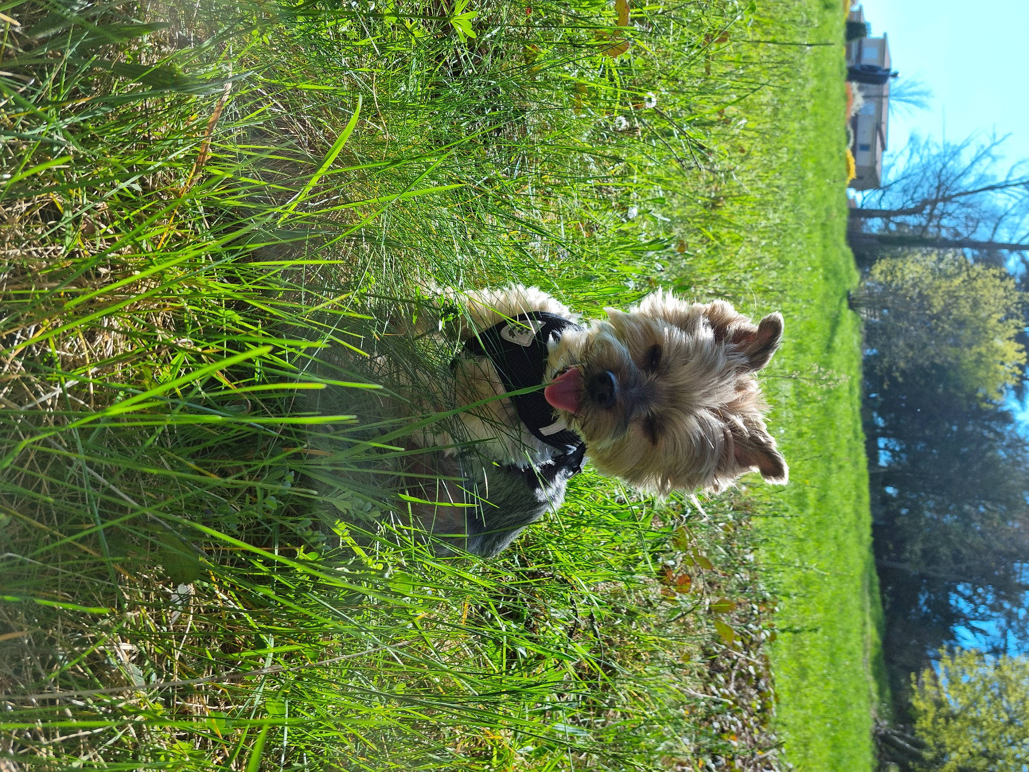 Snoopy a rejoint le concours — aidez-le/la à gagner de superbes lots ! beak, bird, canidae, carnivore, dog, dog_breed, fawn, forest, grass, groundcover, jungle, plant, shrub, sky, sporting_group, tail, terrestrial_animal, terrestrial_plant, tree, trunk
