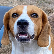 Romy participe au concours pour gagner de l'argent avec cette photo : animal, beagle, brown, canine, close_up, dog, ears, expression, eyes, face, fur, grass, mouth, nature, outdoor, pet, portrait, snout, teeth, white