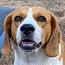 animal, beagle, brown, canine, close_up, dog, ears, expression, eyes, face, fur, grass, mouth, nature, outdoor, pet, portrait, snout, teeth, white
