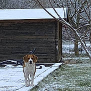 Romy a rejoint le concours — aidez-le/la à gagner de superbes lots ! animal, background, canine, cold, daytime, dog, fence, frosted_trees, grass, landscape, leafless_trees, nature, outdoor, pathway, pet, quiet, rural, snow, winter, wooden_shed