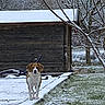 animal, background, canine, cold, daytime, dog, fence, frosted_trees, grass, landscape, leafless_trees, nature, outdoor, pathway, pet, quiet, rural, snow, winter, wooden_shed