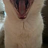 cat, yawning, mouth_open, teeth, tongue, fur, indoor, pet, animal, close_up, whiskers, cute, feline, domestic_cat, mammal, portrait, sleepy, nose, ears, soft_light
