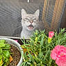 Zizou participe au concours pour gagner de l'argent avec cette photo : cat, window, screen, plants, flowers, potted_plant, greenery, pink_flower, indoor, outdoor, curious, pet, animal, nature, leaf, pot, closeup, home, feline, mouth_open