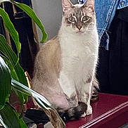 Zizou participe au concours pour gagner de l'argent avec cette photo : cat, indoor, plant, glasses, denim_jacket, feline, curious, sitting, maroon_surface, cozy, pet, fur, blue_eyes, calm, domestic_animal, close_up, houseplant, accessory, still_life, background