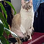 cat, indoor, plant, glasses, denim_jacket, feline, curious, sitting, maroon_surface, cozy, pet, fur, blue_eyes, calm, domestic_animal, close_up, houseplant, accessory, still_life, background