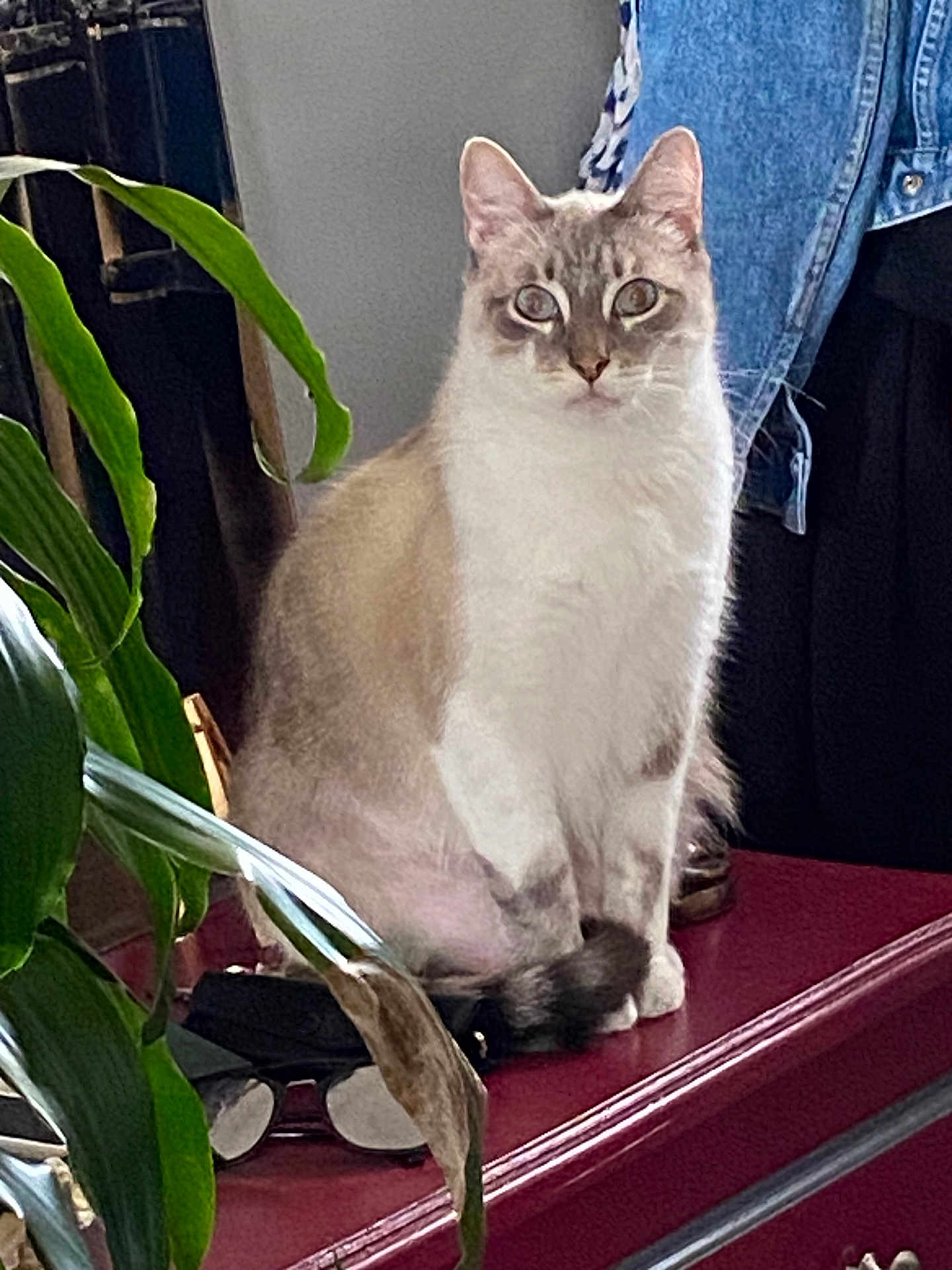 Zizou participe au concours pour gagner de l'argent avec cette photo : cat, indoor, plant, glasses, denim_jacket, feline, curious, sitting, maroon_surface, cozy, pet, fur, blue_eyes, calm, domestic_animal, close_up, houseplant, accessory, still_life, background