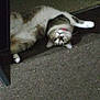 Jennifer Roberts is registered to the contest to win money with this photo: cat, pet, indoor, carpet, feline, lying_down, upside_down, animal, domestic, fur, whiskers, collar, floor, curious, relaxed, home, cute, mammal, playful, resting