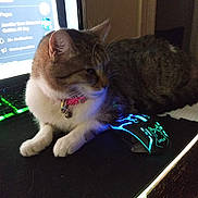 Jennifer Roberts is registered to the contest to win money with this photo: cat, pet, gaming_mouse, mouse_pad, computer_screen, collar, indoor, tabby_cat, feline, technology, desk, electronics, glowing_mouse, computer_accessory, relaxed, domestic_animal, home, animal, cute, pink_collar
