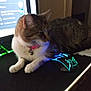 cat, pet, gaming_mouse, mouse_pad, computer_screen, collar, indoor, tabby_cat, feline, technology, desk, electronics, glowing_mouse, computer_accessory, relaxed, domestic_animal, home, animal, cute, pink_collar