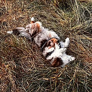 Arko a rejoint le concours — aidez-le/la à gagner de superbes lots ! dog, grass, outdoor, nature, playful, animal, fur, rolling, dry_grass, brown, white, pet, canine, field, summer, relaxing, wild, happy, leisure, daylight