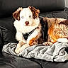 dog, pet, couch, leather, blanket, indoor, fur, relaxing, brown, white, black, animal, canine, companion, household, resting, cute, portrait, domestic, comfort