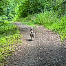 Arko participe au concours pour gagner de l'argent avec cette photo : dog, forest, path, greenery, outdoor, nature, trees, leaves, walking, animal, trail, sunlight, daytime, canine, bark, adventure, scenic, wildlife, happy, pet