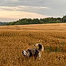 dog, wheat_field, outdoor, nature, cloudy_sky, grass, rural, animal, canine, fur, tail, playing, landscape, agriculture, summer, greenery, field, sky, happy, pet