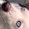 dog, husky, close_up, blue_eyes, nose, fur, pet, animal, portrait, whiskers, face, canine, indoor, looking_up, detailed_texture, soft_light, gray_background, snout, cute, focused