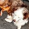 dog, sleeping, fluffy_fur, brown_fur, white_fur, orange_fur, paw, nose, ears, resting, floor, close_up, pet, animal, canine, relaxed, cute, indoors, fur_texture, quiet