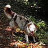 dog, animal, outdoor, forest, leafy_ground, sunlight, nature, pet, mammal, fur, happy, panting, walking, daylight, greenery, shadow, collar, white, brown, mixed_breed