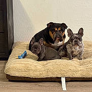 Hercules Zues Luna is registered to the contest to win money with this photo: dog, bulldog, french_bulldog, english_bulldog, puppy, adult_dog, pet, dog_bed, plush_bed, toy, blue_toy, hardwood_floor, wall, outlet, indoor, resting, portrait, trio, brindle, cozy