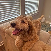 Maisie joined the competition — help win amazing prizes! dog, curly_fur, happy, smiling, tongue_out, indoor, couch, beige, window_blinds, light, pet, canine, furniture, home, animal, cute, fluffy, tongue, relaxed, friendly
