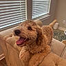 dog, curly_fur, happy, smiling, tongue_out, indoor, couch, beige, window_blinds, light, pet, canine, furniture, home, animal, cute, fluffy, tongue, relaxed, friendly