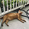 animal, cat, concrete, domestic, feline, garden_hose, home, nature, orange_cat, outdoor, pet, plants, porch, relaxed, resting, sunlight, tabby, white_railing, wide_open_mouth, yawning