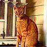 Rusty is registered to the contest to win money with this photo: animal, birdcage, calm, cat, curious, domestic, doorframe, ears, face, feline, fur, house, indoor, orange_tabby, pet, sitting, tail, wall, whiskers, wooden_surface