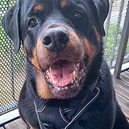 Ora participe au concours pour gagner de l'argent avec cette photo : dog, rottweiler, pet, animal, sitting, portrait, happy, smiling, open_mouth, black_and_tan, collar, clothing, deck, balcony, outdoor, mesh_screen, wood, front_view, dog_face, friendly