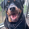 dog, rottweiler, pet, animal, sitting, portrait, happy, smiling, open_mouth, black_and_tan, collar, clothing, deck, balcony, outdoor, mesh_screen, wood, front_view, dog_face, friendly