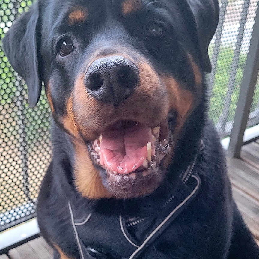 Ora participe au concours pour gagner de l'argent avec cette photo : dog, rottweiler, pet, animal, sitting, portrait, happy, smiling, open_mouth, black_and_tan, collar, clothing, deck, balcony, outdoor, mesh_screen, wood, front_view, dog_face, friendly