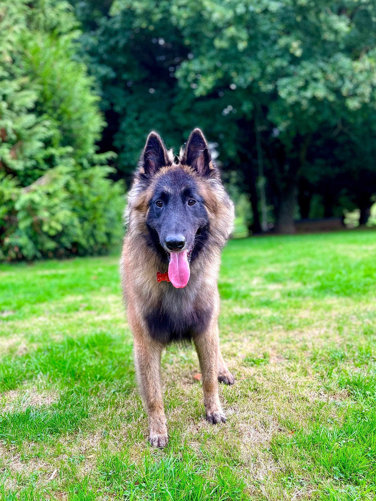 Sayko a rejoint le concours — aidez-le/la à gagner de superbes lots ! canidae, carnivore, companion_dog, dog, dog_breed, dog_supply, fawn, german_shepherd_dog, grass, herding_dog, king_shepherd, old_german_shepherd_dog, plant, snout, sporting_group, terrestrial_animal, tervuren, tree, working_animal, working_dog
