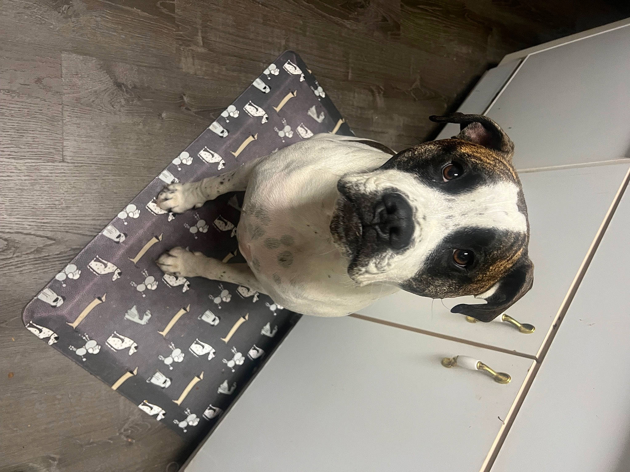 Tumnus is registered to the contest to win money with this photo: auto_part, automotive_exterior, canidae, carnivore, collar, companion_dog, dog, dog_breed, fawn, flooring, hood, metal, non_sporting_group, snout, sporting_group, vehicle_door, whiskers, window, windshield, working_animal