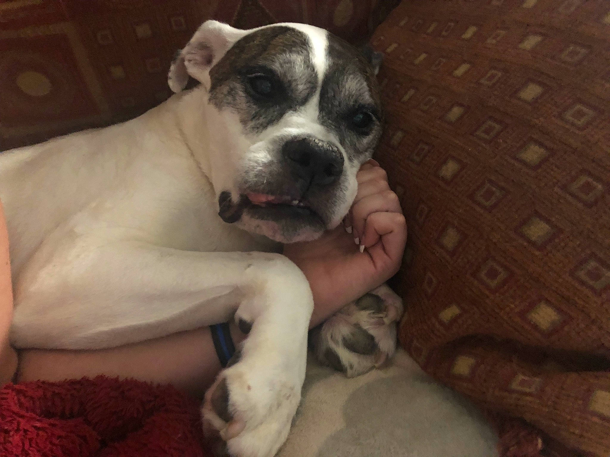 Bones joined the competition — help win amazing prizes! american_bulldog, australian_bulldog, bully_kutta, canidae, carnivore, companion_dog, dog, dog_breed, dogo_guatemalteco, dorset_olde_tyme_bulldogge, fawn, mammal, non_sporting_group, pit_bull, puppy_love, rare_breed_dog, snout, sporting_group, valley_bulldog, vertebrate