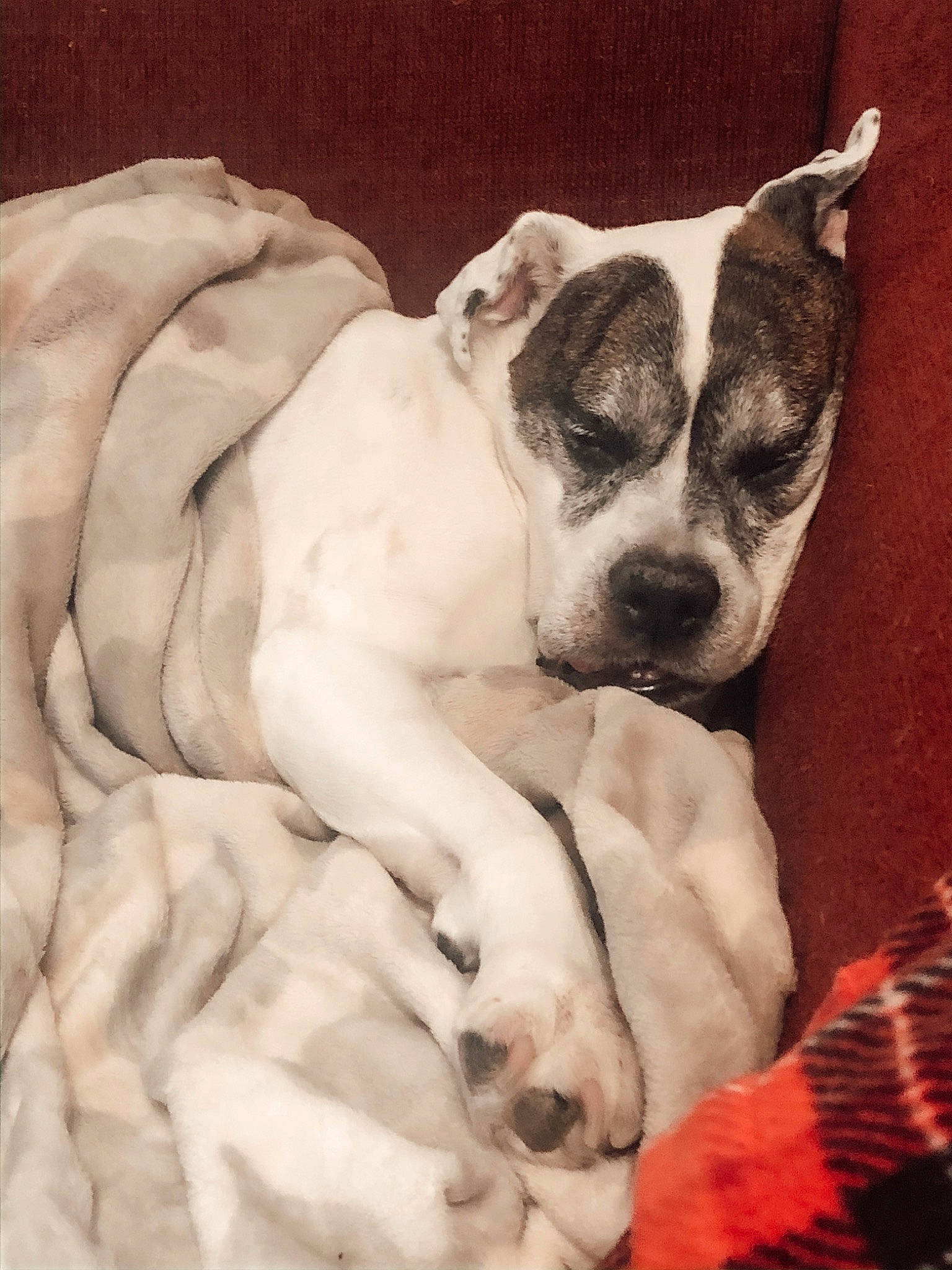 Bones joined the competition — help win amazing prizes! american_bulldog, american_staffordshire_terrier, canidae, carnivore, dog, dog_breed, fawn, mammal, non_sporting_group, paw, puppy, puppy_love, rare_breed_dog, snout, sporting_group, valley_bulldog, vertebrate