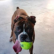 Harley is registered to the contest to win money with this photo: animal, boxer, brown_coat, canine, closeup, collar, concrete_floor, covered_area, dog, ears, grass, looking, outdoor, pet, playful, standing, tennis_ball, tongue, tongue_out, white_paws