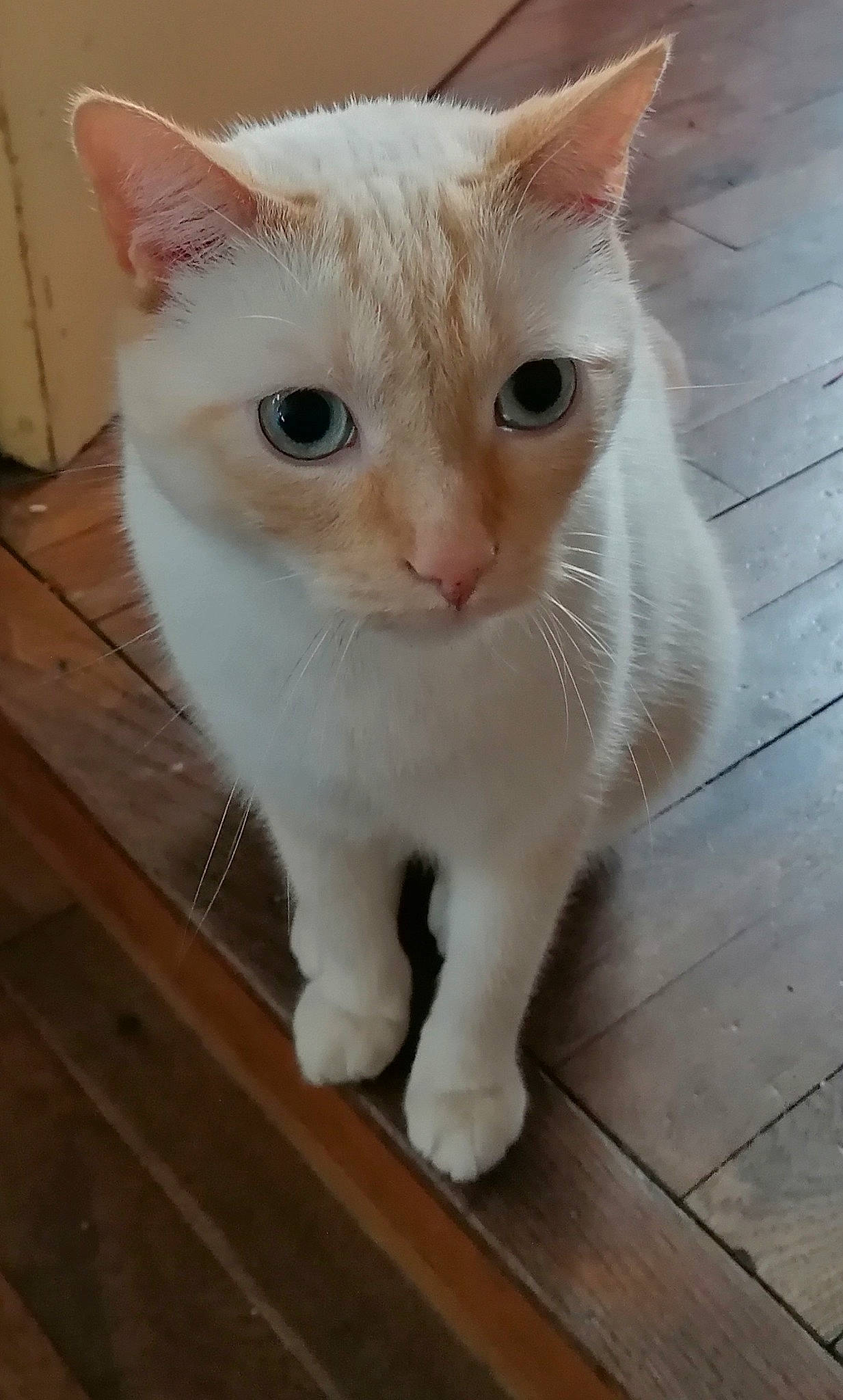 Blizzard participe au concours pour gagner de l'argent avec cette photo : aegean_cat, arabian_mau, asian, burmilla, carnivore, cat, domestic_short_haired_cat, european_shorthair, fawn, felidae, khao_manee, mammal, nose, ojos_azules, small_to_medium_sized_cats, snout, turkish_angora, turkish_van, vertebrate, whiskers