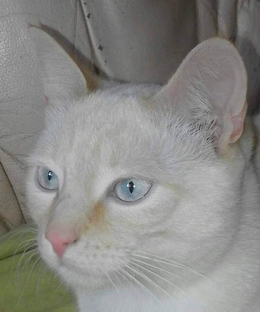 Blizzard participe au concours pour gagner de l'argent avec cette photo : aegean_cat, asian, burmilla, carnivore, cat, colorpoint_shorthair, domestic_short_haired_cat, ear, eye, fawn, felidae, javanese, khao_manee, mammal, oriental_longhair, small_to_medium_sized_cats, snout, turkish_angora, vertebrate, whiskers